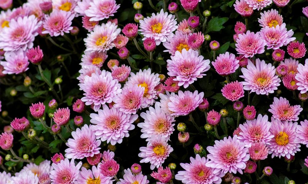 Chrysanthemums