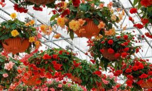 Hanging Basket Garden