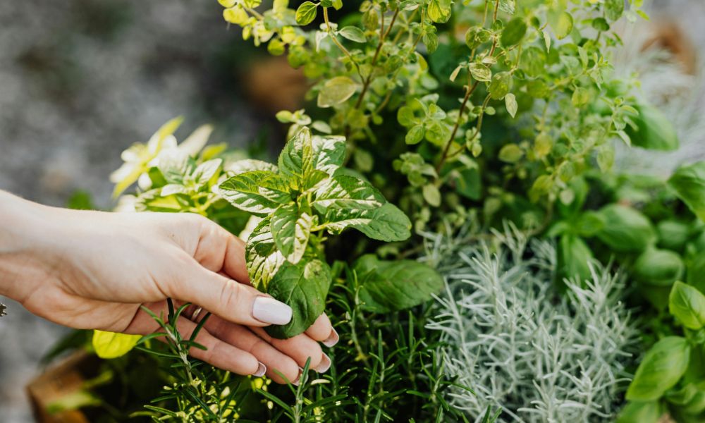 Herbs Basil Mint Rosemary