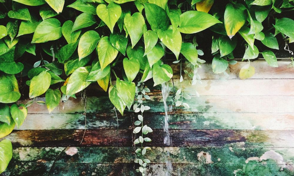 Pothos (Devil's Ivy) Plant