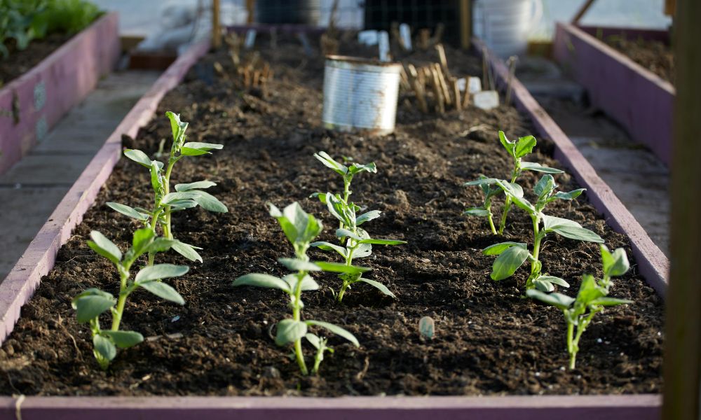 Raised Bed Garden