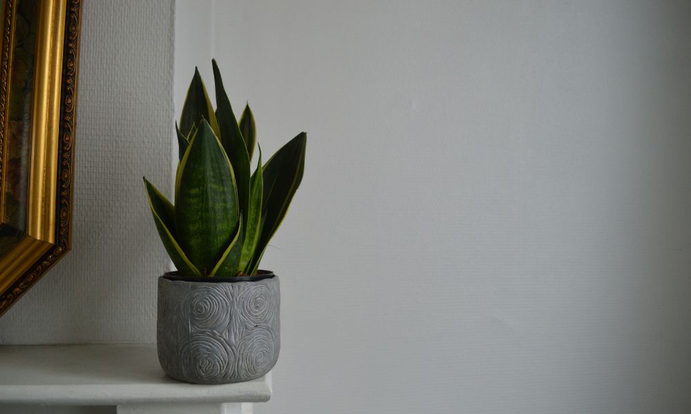 Snake Plant Sansevieria