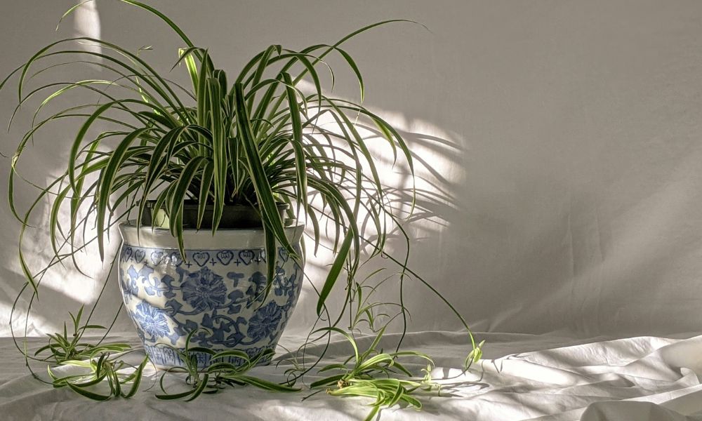 Spider Plant