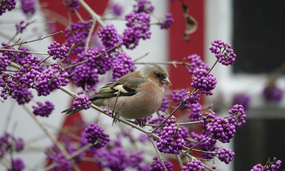 American Beautyberry Callicarpa americana
