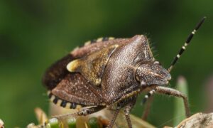 Brown Marmorated Stink Bug