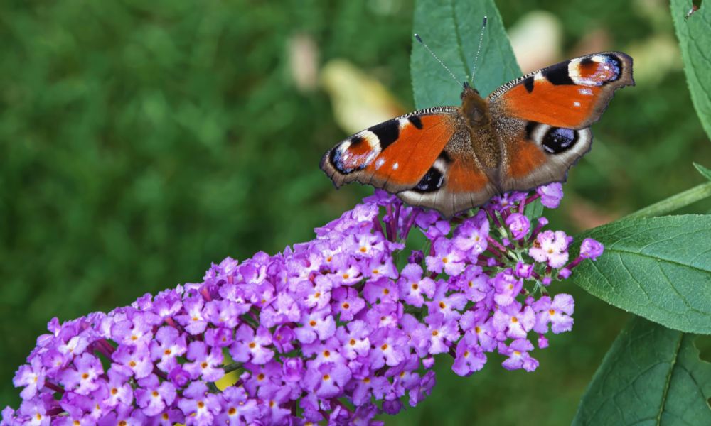 Butterfly Bush Buddleja spp