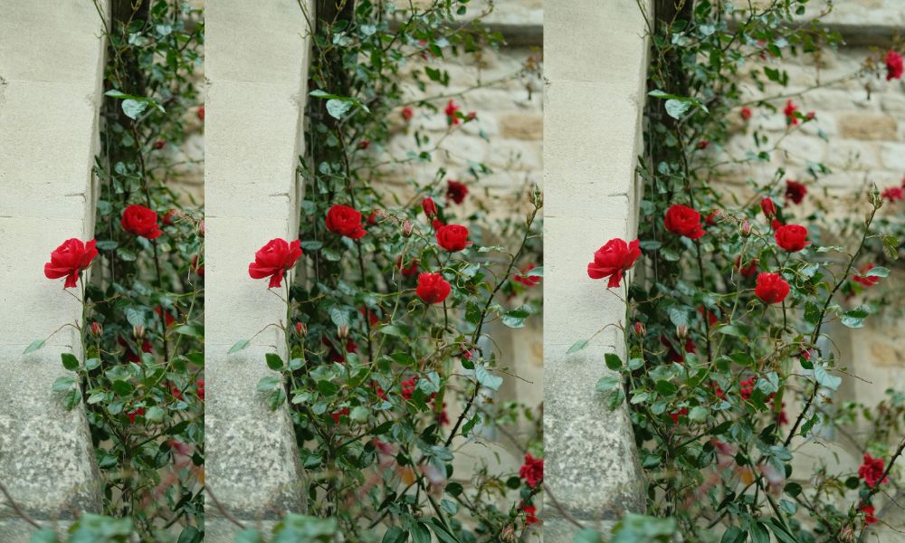 climbing roses