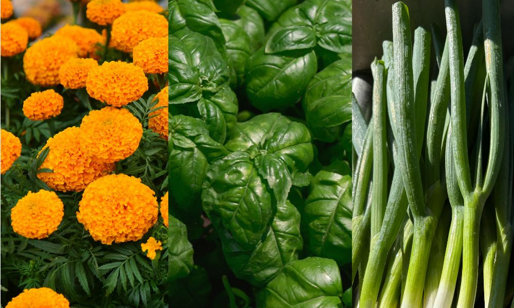 stink  bug companion plants