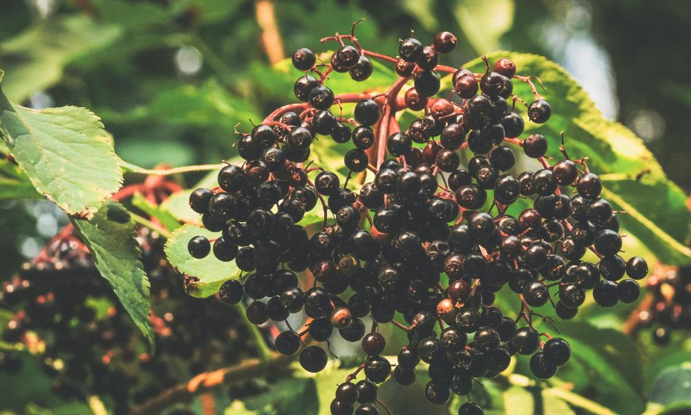 Elderberry Sambucus canadensis