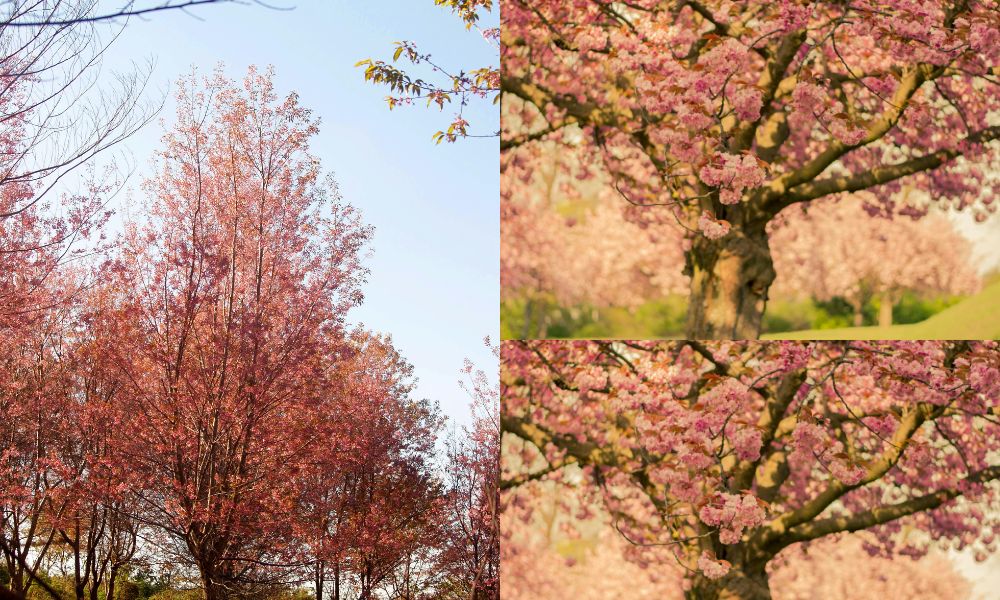 ornamental tree garden
