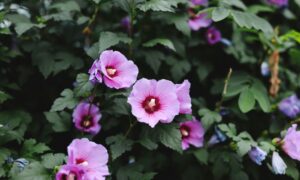 rose of sharon