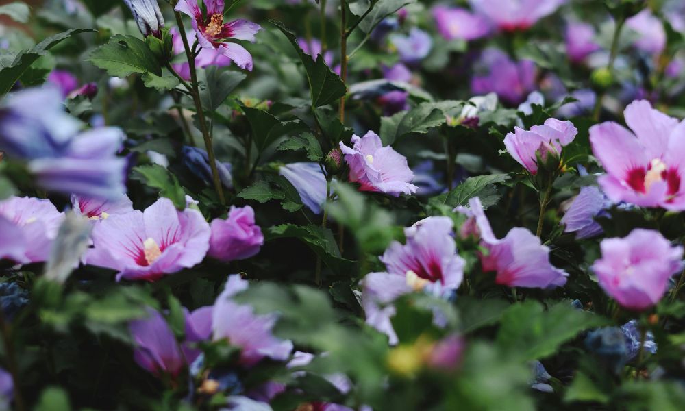 rose of sharon flower garden