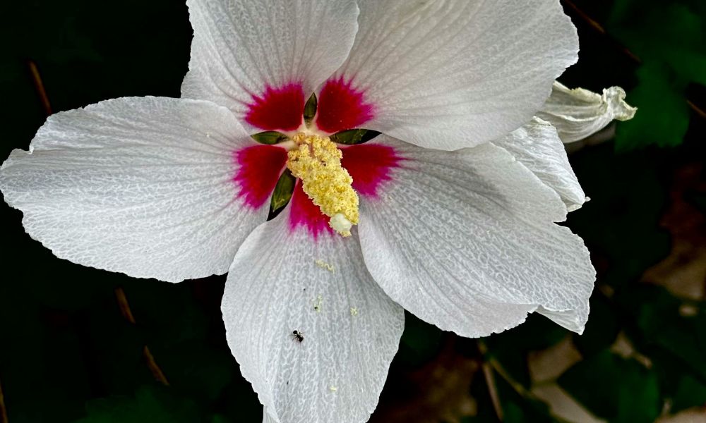 rose of sharon flower