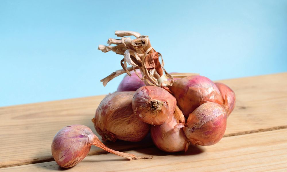 shallot and onion