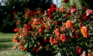 Shrubs With Roses