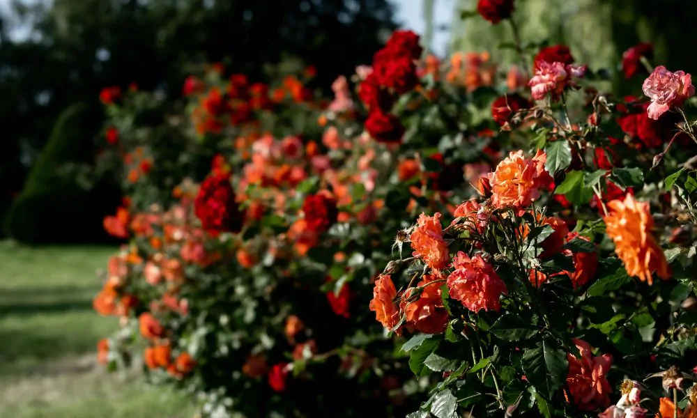 Shrubs With Roses