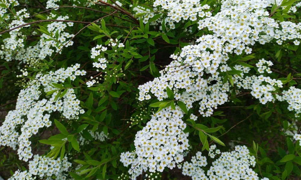 Spiraea spp.