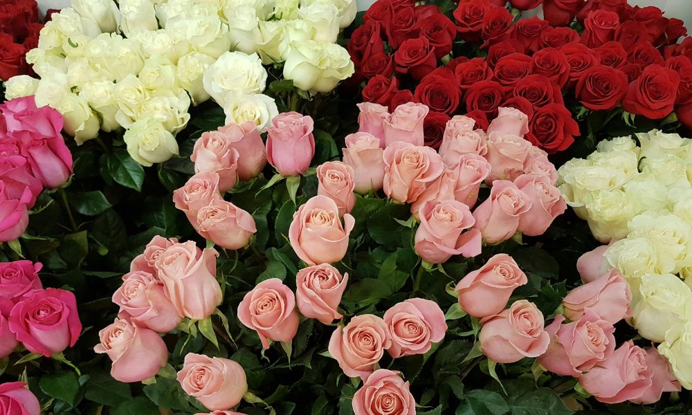 top roses for garden