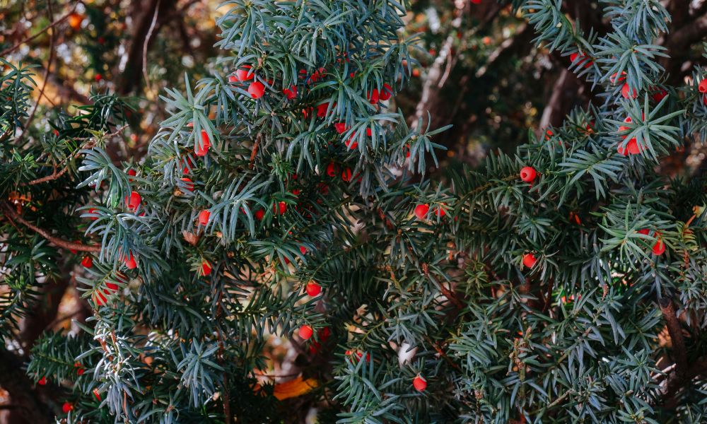 Yew Bushes Taxus spp