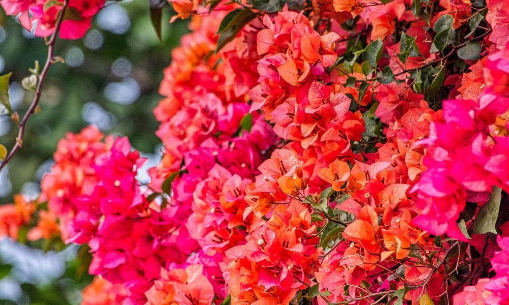 bougainvillea plant care