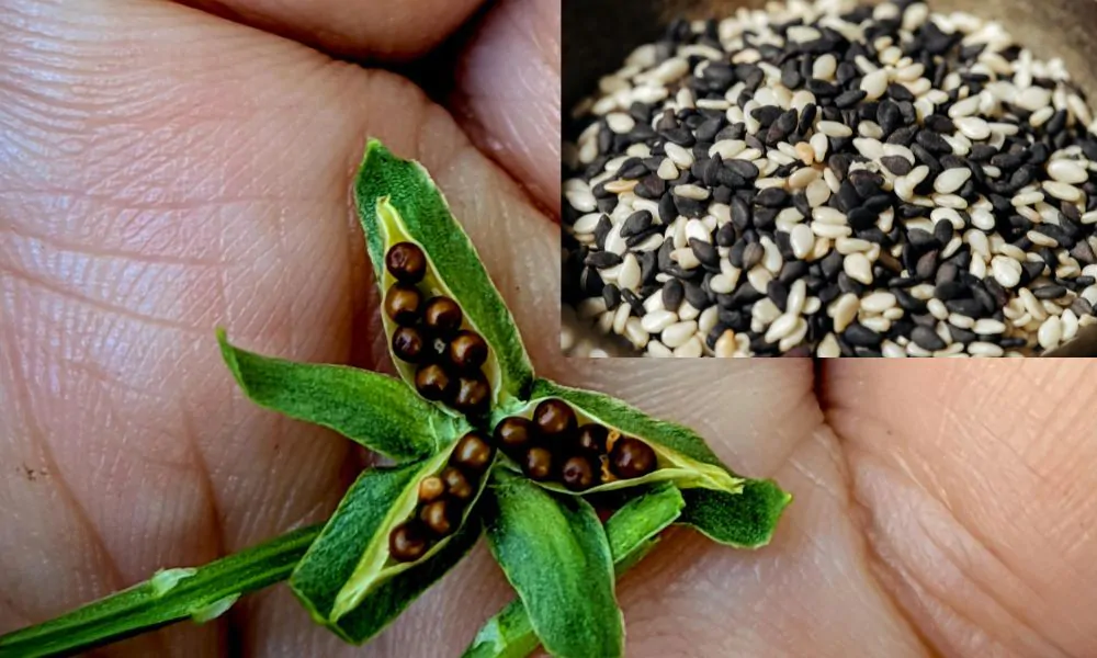 9 Flower Seeds to Sow in February For a Colourful Garden All Season