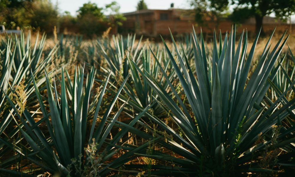 agave plant