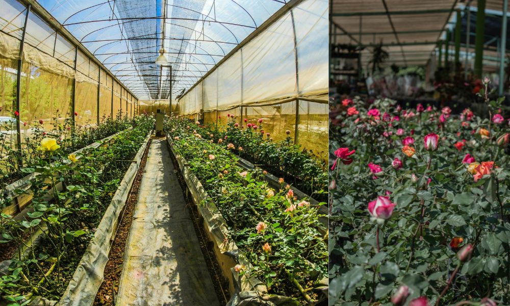 Identify Real and Fake Rose Plants While Buying