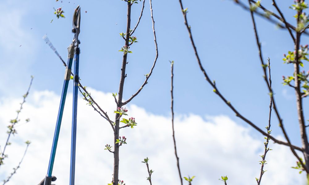 lopper gardening tool