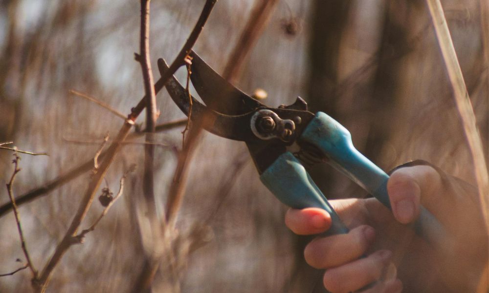 pruner gardening tool